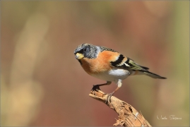 <p>PĚNKAVA JIKAVEC (Fringilla montifringilla) ---- /Brambling - Bergfink/</p>